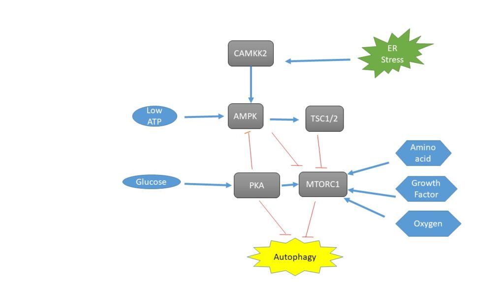 What is Autophagy ?