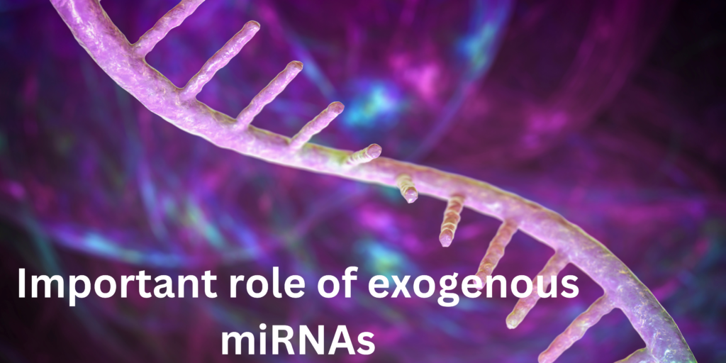 Important role of exogenous miRNAs