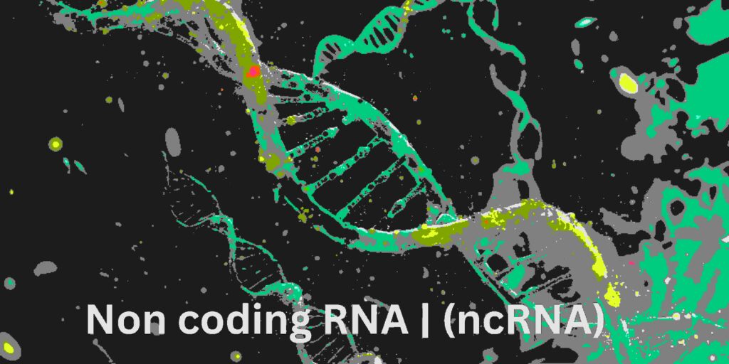 Non coding RNA | (ncRNA)