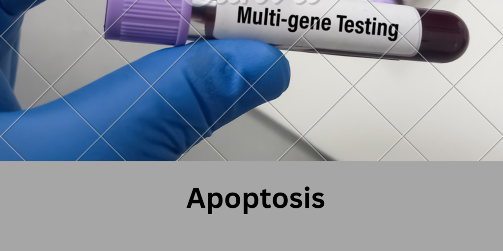 Apoptosis