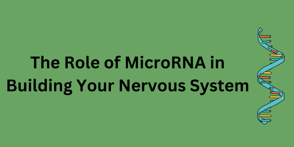 Function of MicroRNA in nervous system development